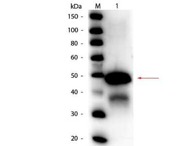 Western Blot: Ovalbumin Antibody [HRP] [NB120-20546] - Lane 1: Ovalbumin (Hen Egg). Load: 50 ng per lane. Primary antibody: Rabbit anti-Ovalbumin Peroxidase Conjugated Antibody at 1:1,000 overnight at 4C. Secondary antibody: none Block: incubated with blocking buffer for 30 min at RT. Predicted/Observed size: 43 kDa, 43 kDa for Ovalbumin. Other band(s): Ovalbumin splice variants and isoforms.